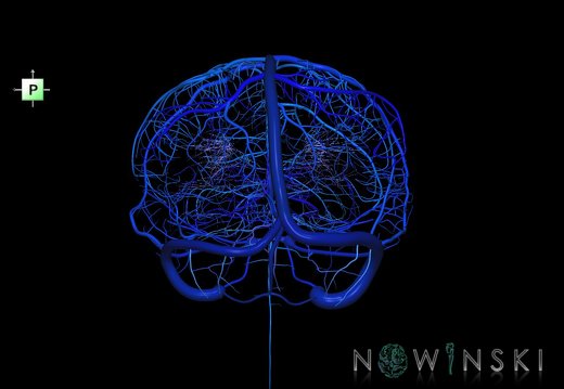 G5.T16.4-16.7-16.6-16.5.V3.C2.L0.Dural sinuses–Posterior fossa veins–Deep veins–Superficial veins