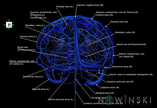 G5.T16.4-16.7-16.6-16.5.V3.C2.L1.Dural sinuses–Posterior fossa veins–Deep veins–Superficial veins