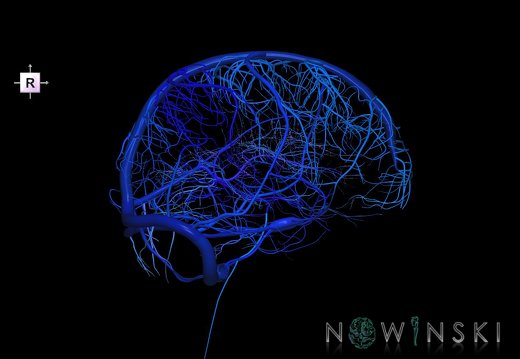 G5.T16.4-16.7-16.6-16.5.V4.C2.L0.Dural sinuses–Posterior fossa veins–Deep veins–Superficial veins