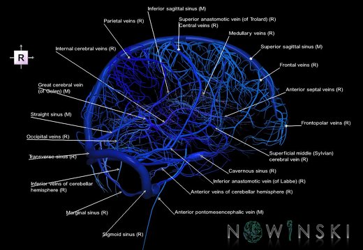 G5.T16.4-16.7-16.6-16.5.V4.C2.L1.Dural sinuses–Posterior fossa veins–Deep veins–Superficial veins