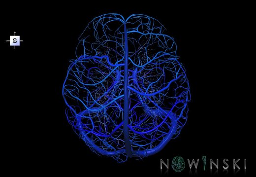 G5.T16.4-16.7-16.6-16.5.V5.C2.L0.Dural sinuses–Posterior fossa veins–Deep veins–Superficial veins