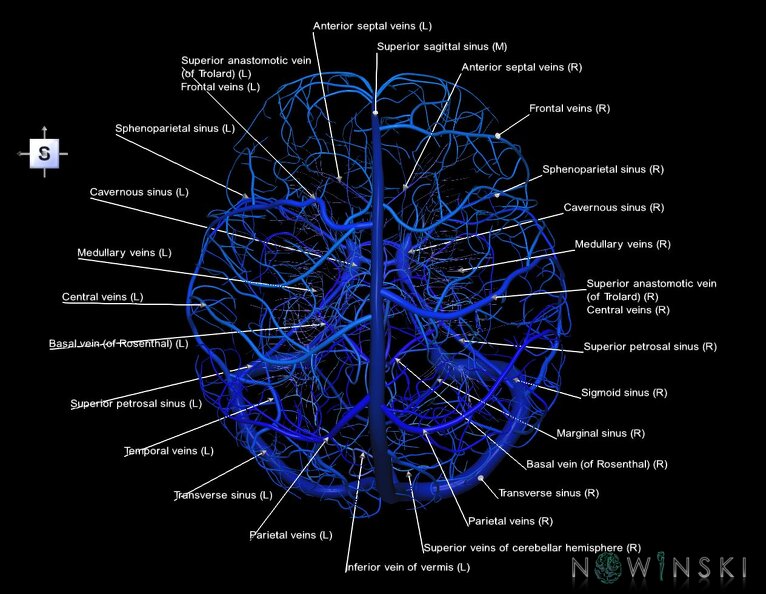 G5.T16.4-16.7-16.6-16.5.V5.C2.L1.Dural_sinuses–Posterior_fossa_veins–Deep_veins–Superficial_veins.tiff