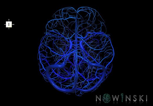 G5.T16.4-16.7-16.6-16.5.V6.C2.L0.Dural sinuses–Posterior fossa veins–Deep veins–Superficial veins