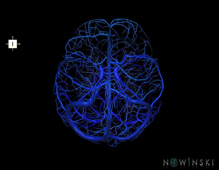 G5.T16.4-16.7-16.6-16.5.V6.C2.L0.Dural_sinuses–Posterior_fossa_veins–Deep_veins–Superficial_veins.tiff