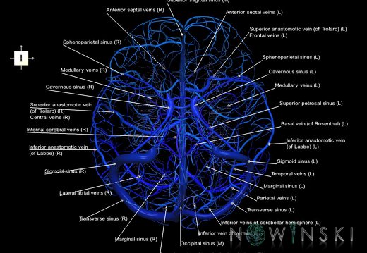 G5.T16.4-16.7-16.6-16.5.V6.C2.L1.Dural sinuses–Posterior fossa veins–Deep veins–Superficial veins