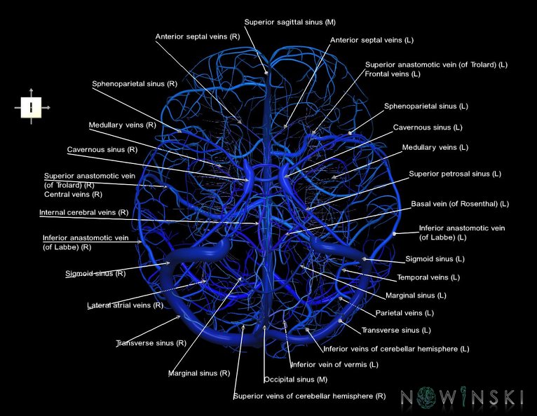 G5.T16.4-16.7-16.6-16.5.V6.C2.L1.Dural_sinuses–Posterior_fossa_veins–Deep_veins–Superficial_veins.tiff