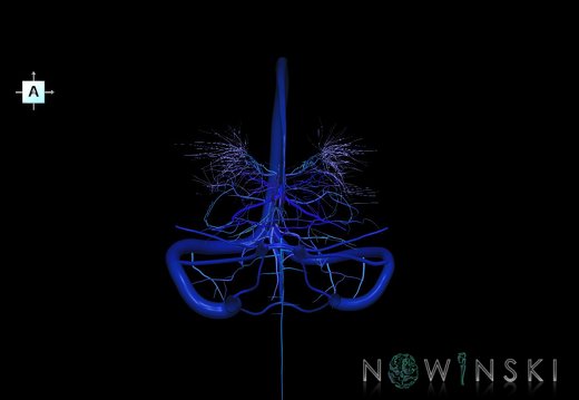 G5.T16.4-16.7-16.6.V1.C2.L0.Dural sinuses–Posterior fossa veins–Deep veins