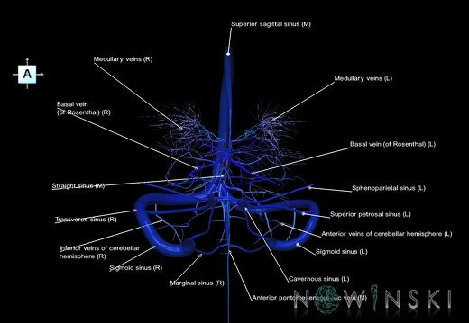 G5.T16.4-16.7-16.6.V1.C2.L1.Dural sinuses–Posterior fossa veins–Deep veins