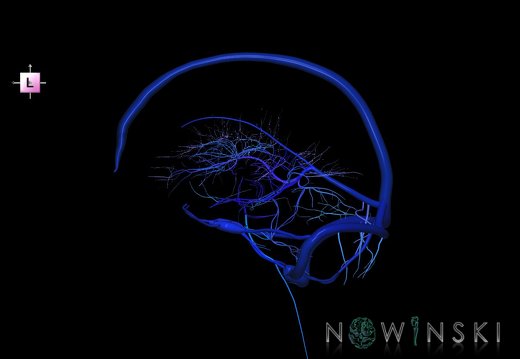 G5.T16.4-16.7-16.6.V2.C2.L0.Dural sinuses–Posterior fossa veins–Deep veins