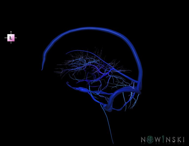 G5.T16.4-16.7-16.6.V2.C2.L0.Dural_sinuses–Posterior_fossa_veins–Deep_veins.tiff