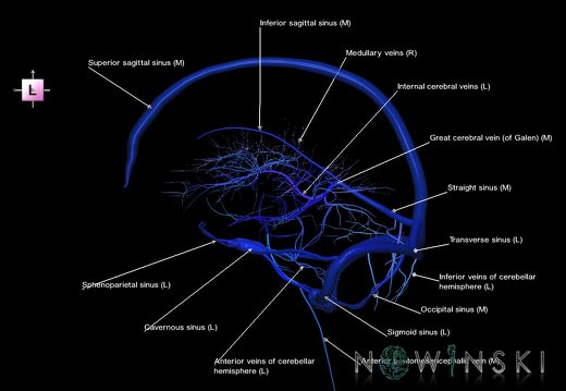 G5.T16.4-16.7-16.6.V2.C2.L1.Dural sinuses–Posterior fossa veins–Deep veins