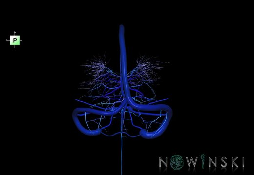 G5.T16.4-16.7-16.6.V3.C2.L0.Dural sinuses–Posterior fossa veins–Deep veins