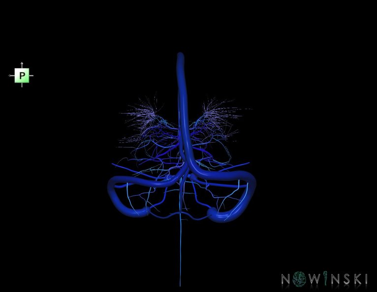 G5.T16.4-16.7-16.6.V3.C2.L0.Dural_sinuses–Posterior_fossa_veins–Deep_veins.tiff