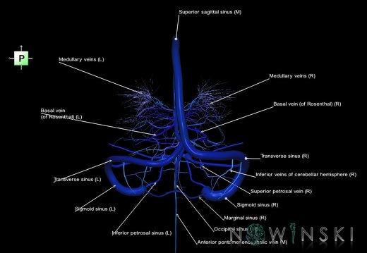 G5.T16.4-16.7-16.6.V3.C2.L1.Dural sinuses–Posterior fossa veins–Deep veins