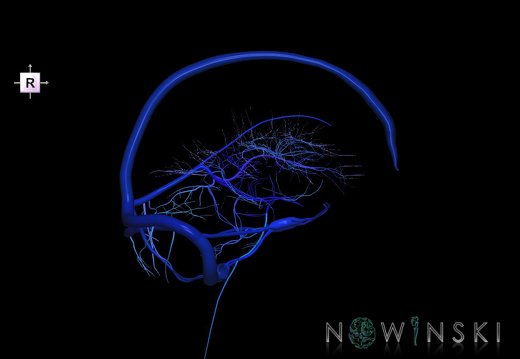 G5.T16.4-16.7-16.6.V4.C2.L0.Dural sinuses–Posterior fossa veins–Deep veins