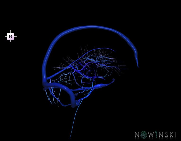 G5.T16.4-16.7-16.6.V4.C2.L0.Dural_sinuses–Posterior_fossa_veins–Deep_veins.tiff