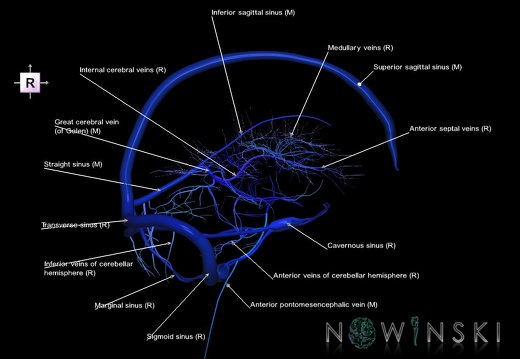 G5.T16.4-16.7-16.6.V4.C2.L1.Dural sinuses–Posterior fossa veins–Deep veins