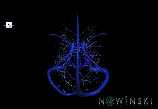 G5.T16.4-16.7-16.6.V5.C2.L0.Dural sinuses–Posterior fossa veins–Deep veins