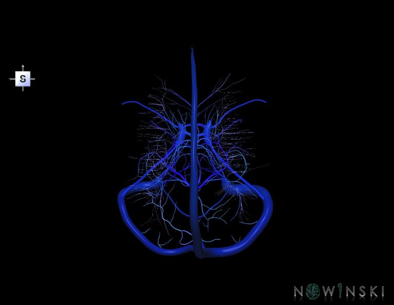 G5.T16.4-16.7-16.6.V5.C2.L0.Dural_sinuses–Posterior_fossa_veins–Deep_veins.tiff