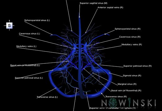 G5.T16.4-16.7-16.6.V5.C2.L1.Dural sinuses–Posterior fossa veins–Deep veins