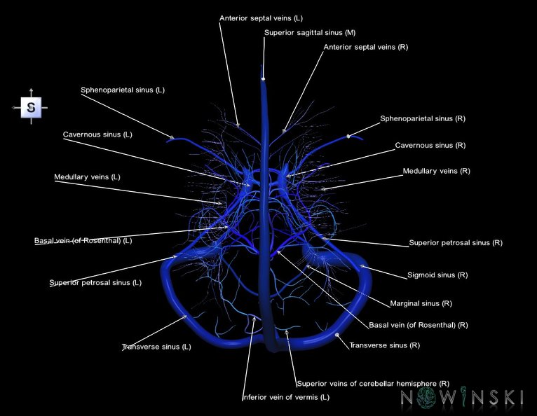 G5.T16.4-16.7-16.6.V5.C2.L1.Dural_sinuses–Posterior_fossa_veins–Deep_veins.tiff