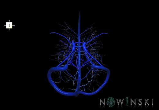 G5.T16.4-16.7-16.6.V6.C2.L0.Dural sinuses–Posterior fossa veins–Deep veins