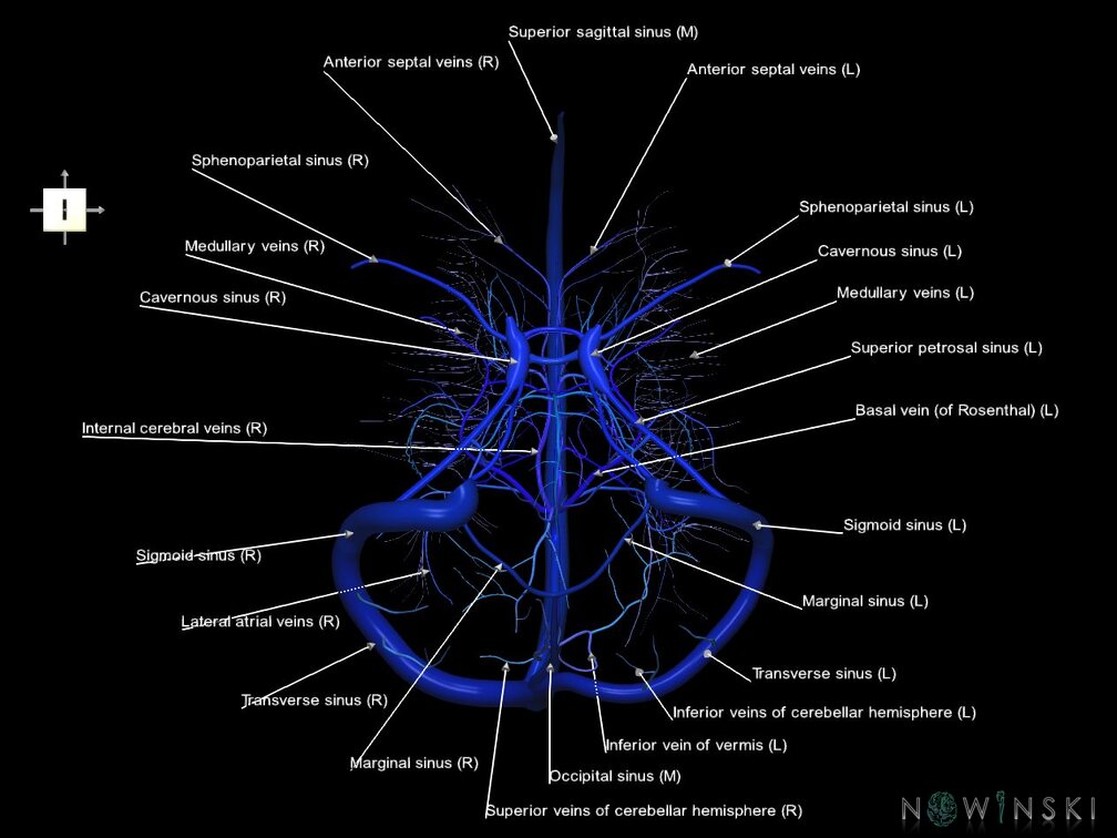 G5.T16.4-16.7-16.6.V6.C2.L1.Dural sinuses–Posterior fossa veins–Deep veins