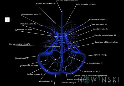 G5.T16.4-16.7-16.6.V6.C2.L1.Dural sinuses–Posterior fossa veins–Deep veins