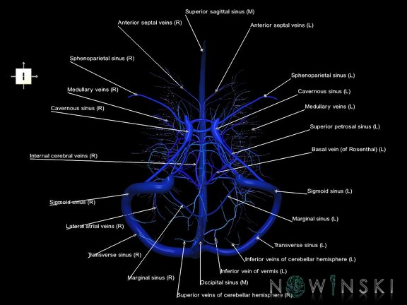 G5.T16.4-16.7-16.6.V6.C2.L1.Dural sinuses–Posterior fossa veins–Deep veins