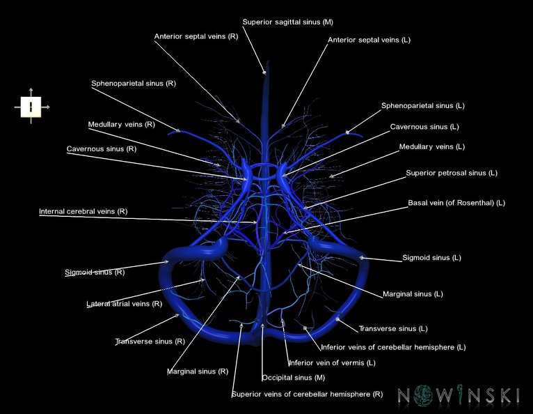 G5.T16.4-16.7-16.6.V6.C2.L1.Dural_sinuses–Posterior_fossa_veins–Deep_veins.tiff