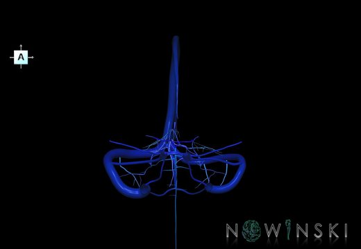 G5.T16.4-16.7.V1.C2.L0.Dural sinuses–Posterior fossa veins