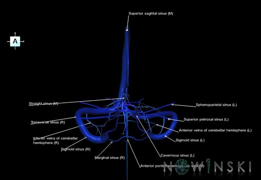 G5.T16.4-16.7.V1.C2.L1.Dural sinuses–Posterior fossa veins