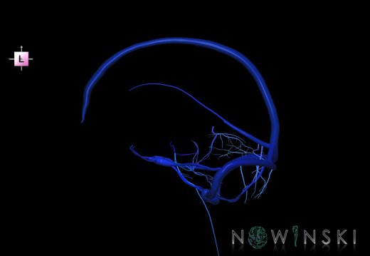 G5.T16.4-16.7.V2.C2.L0.Dural sinuses–Posterior fossa veins