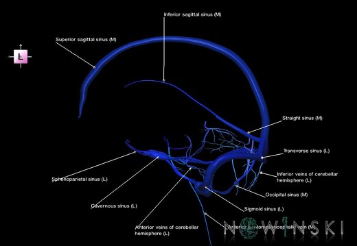 G5.T16.4-16.7.V2.C2.L1.Dural sinuses–Posterior fossa veins