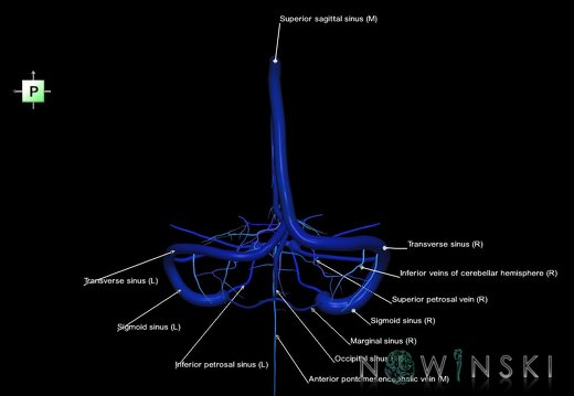 G5.T16.4-16.7.V3.C2.L1.Dural sinuses–Posterior fossa veins