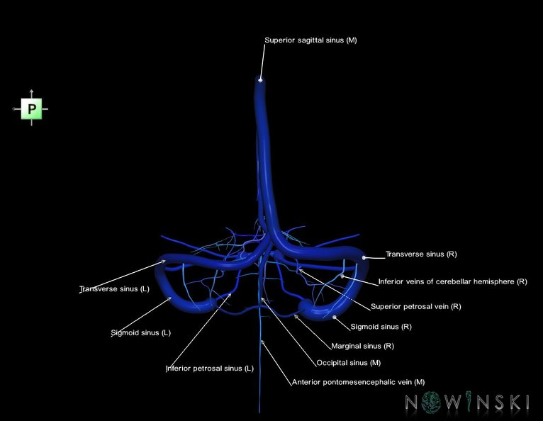 G5.T16.4-16.7.V3.C2.L1.Dural_sinuses–Posterior_fossa_veins.tiff