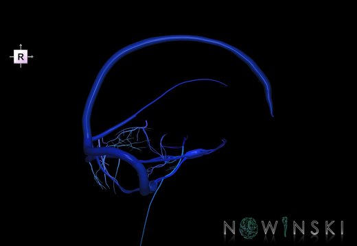 G5.T16.4-16.7.V4.C2.L0.Dural sinuses–Posterior fossa veins