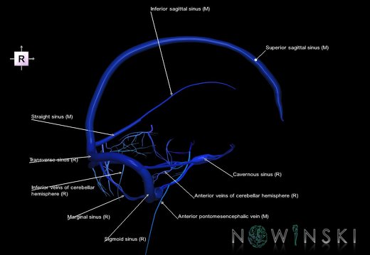 G5.T16.4-16.7.V4.C2.L1.Dural sinuses–Posterior fossa veins