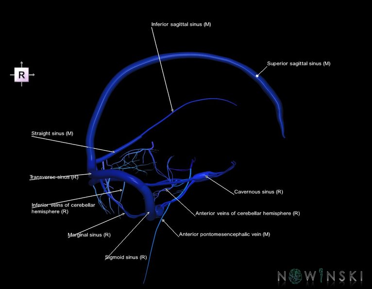 G5.T16.4-16.7.V4.C2.L1.Dural_sinuses–Posterior_fossa_veins.tiff