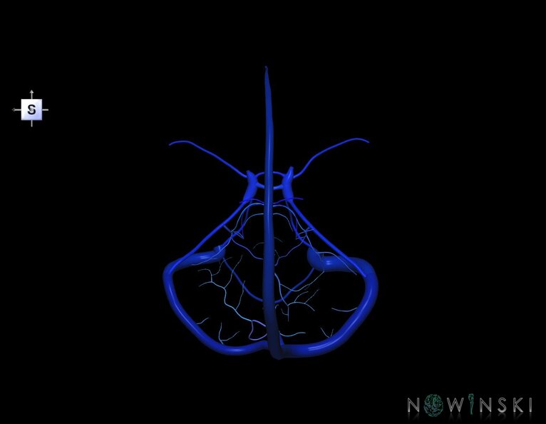 G5.T16.4-16.7.V5.C2.L0.Dural_sinuses–Posterior_fossa_veins.tiff