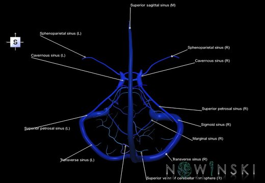 G5.T16.4-16.7.V5.C2.L1.Dural sinuses–Posterior fossa veins