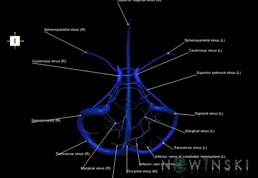 G5.T16.4-16.7.V6.C2.L1.Dural sinuses–Posterior fossa veins