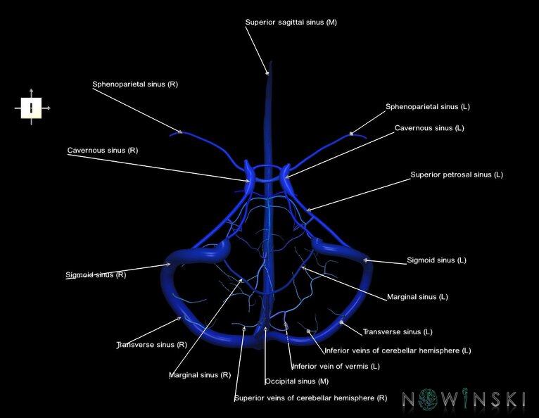 G5.T16.4-16.7.V6.C2.L1.Dural_sinuses–Posterior_fossa_veins.tiff