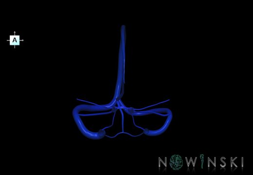 G5.T16.4.V1.C2.L0.Dural sinuses