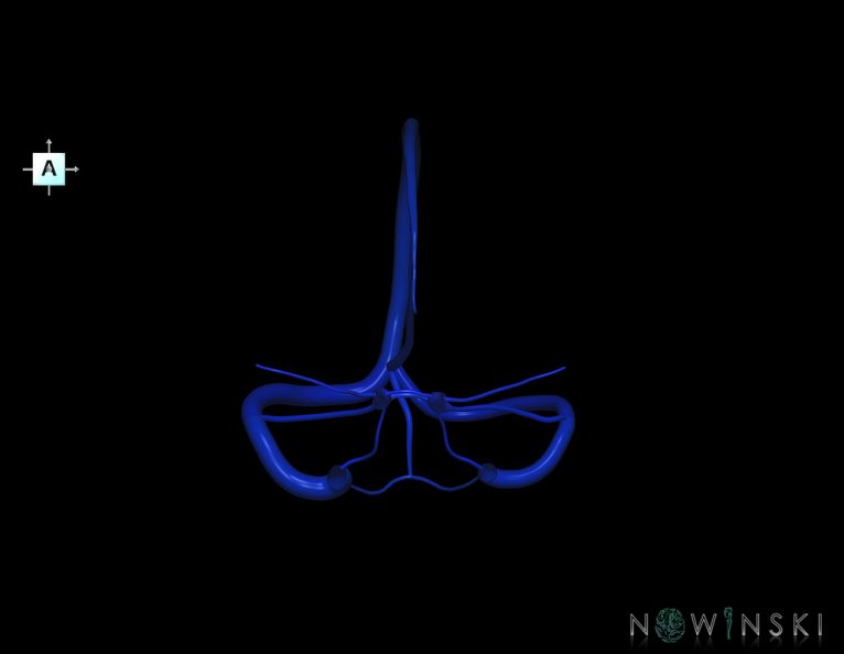 G5.T16.4.V1.C2.L0.Dural_sinuses.tiff