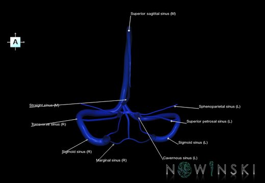 G5.T16.4.V1.C2.L1.Dural sinuses