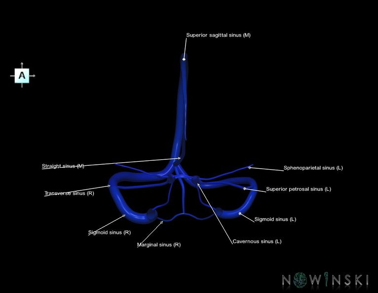 G5.T16.4.V1.C2.L1.Dural_sinuses.tiff