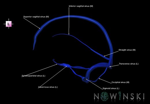 G5.T16.4.V2.C2.L1.Dural sinuses