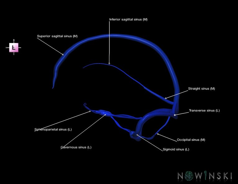 G5.T16.4.V2.C2.L1.Dural_sinuses.tiff