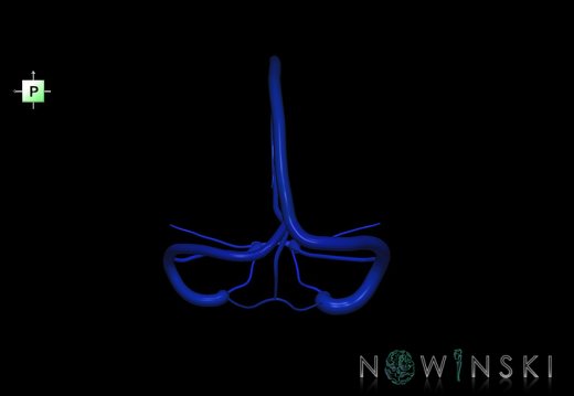 G5.T16.4.V3.C2.L0.Dural sinuses